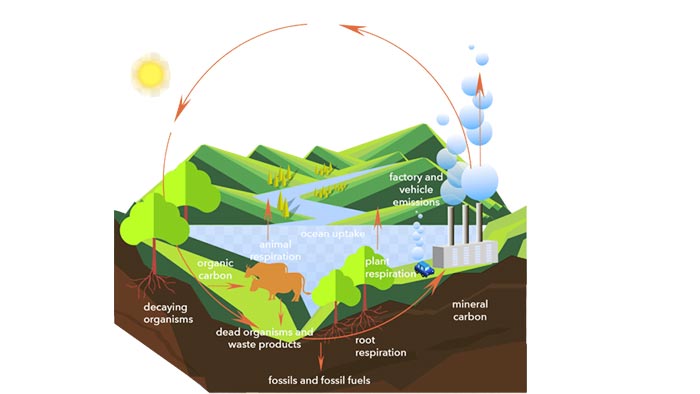 Siklus Karbon Pengertian Sumber dan Prosesnya